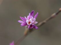 Lessingia arachnoidea