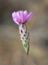 Lessingia arachnoidea