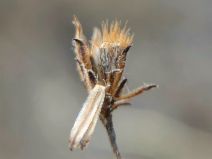 Lessingia arachnoidea