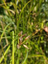 Scirpus fluviatilis