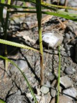 Scirpus fluviatilis