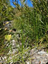 Scirpus fluviatilis