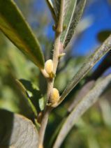 Salix breweri