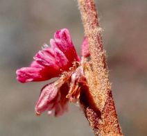 Eriogonum roseum