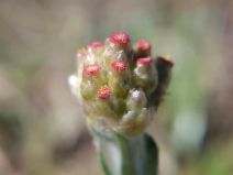 Pseudognaphalium luteoalbum