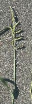 Paspalum dilatatum