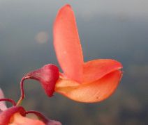 Sesbania punicea