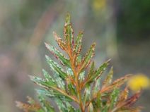 Aspidotis carlotta-halliae