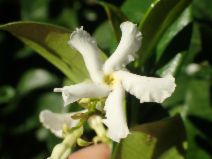 Trachelospermum jasminoides