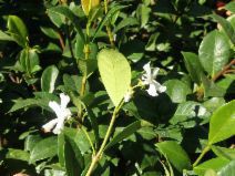 Trachelospermum jasminoides