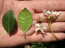 Trachelospermum jasminoides