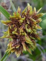 Cyperus eragrostis