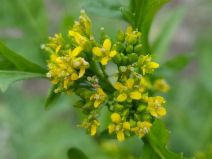 Rorippa palustris ssp. palustris