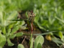 Sporobolus schoenoides