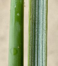 Ammophila arenaria