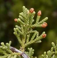 Juniperus californica