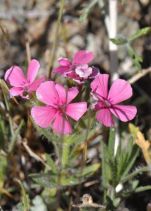 Phlox hirsuta