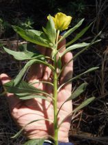 Ludwigia hexapetala