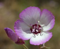Clarkia cylindrica