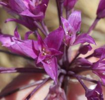 Allium peninsulare