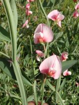 Lathyrus tingitanus