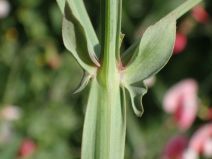 Lathyrus tingitanus