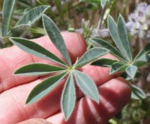 Lupinus microcarpus