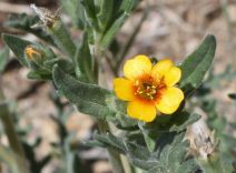 Mentzelia veatchiana