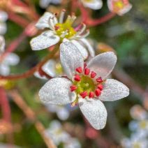 Micranthes californica