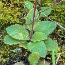Micranthes californica