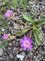 Lewisia stebbinsii