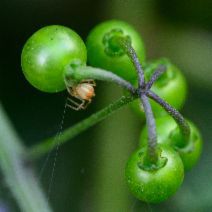 Solanum americanum