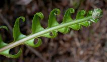 Polypodium scouleri