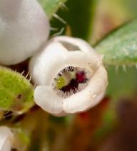 Arctostaphylos tomentosa ssp. daciticola