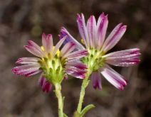 Corethrogyne filaginifolia