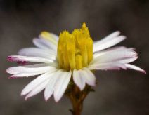 Corethrogyne filaginifolia