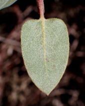 Arctostaphylos morroensis