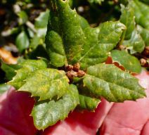 Quercus agrifolia var. agrifolia