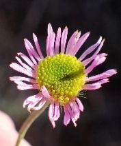 Erigeron blochmaniae