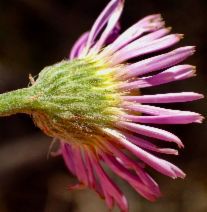 Erigeron blochmaniae