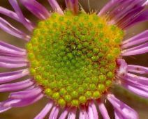 Erigeron blochmaniae