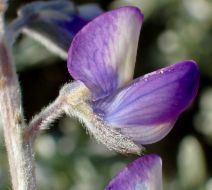 Lupinus chamissonis