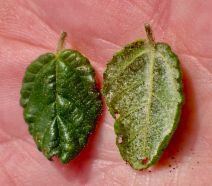 Ceanothus impressus var. nipomensis