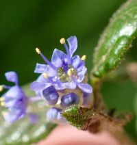 Ceanothus impressus var. nipomensis