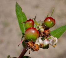 Arctostaphylos rudis