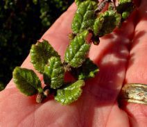 Ceanothus impressus var. impressus