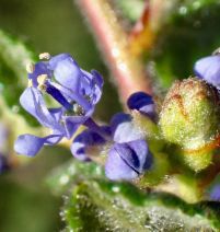 Ceanothus impressus var. impressus