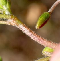 Oxalis pilosa