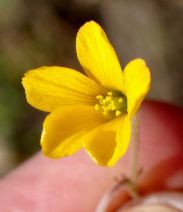 Oxalis pilosa
