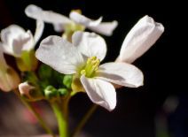 Cardamine californica